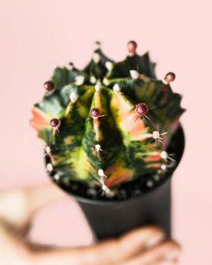 Cactus-Gymnocalycium -japan-variegado-Mini-pinchos