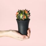 Cactus-Gymnocalycium -japan-variegado-Mini-planta