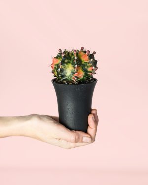 Cactus-Gymnocalycium -japan-variegado-Mini-planta