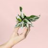 Calathea-White-Miracle-Mini