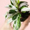 Calathea-White-Miracle-Mini-hojas