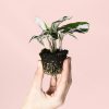 Calathea-White-Miracle-Mini-planta