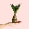 Cyca-Revoluta-Mini-planta