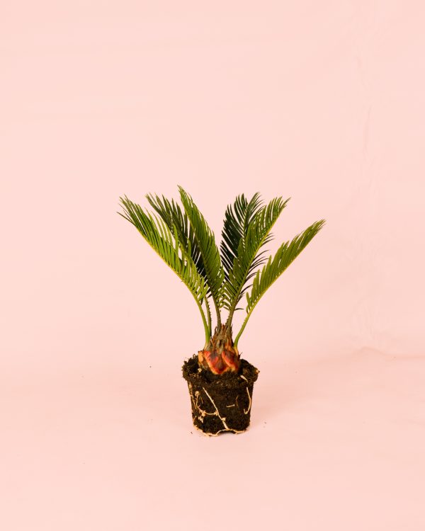 Cyca Revoluta Mini planta