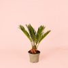 Cyca Revoluta Mini maceta