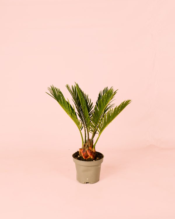 Cyca Revoluta Mini maceta