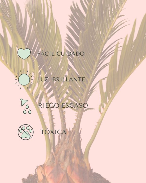 Cyca-revoluta-cuidados