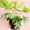 Fatsia-Japonica-Variegata
