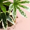 Fatsia-Japonica-Variegata-hoja