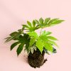 Fatsia-Japonica-Variegata-planta