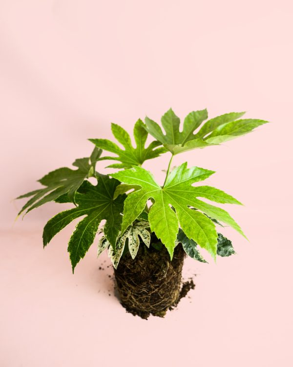 Fatsia-Japonica-Variegata-planta