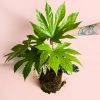 Fatsia-Japonica-Variegata-plantas