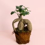 Ficus-Ginseng-L