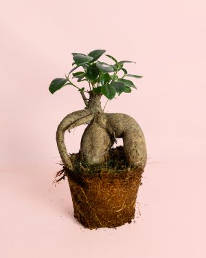 Ficus-Ginseng-L
