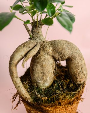 Ficus-Ginseng-L-tronco