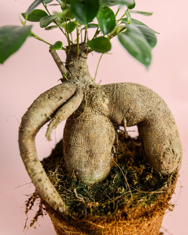 Ficus-Ginseng-L-tronco