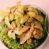 mini-terrario-fittonia-bol