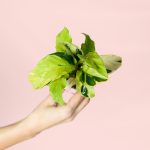 Mini-Calathea-Yellow-Miracle-planta