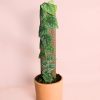 Monstera-Dubia