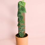 Monstera-Dubia