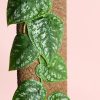 Monstera-Dubia-hojas
