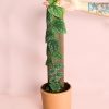 Monstera-Dubia-planta
