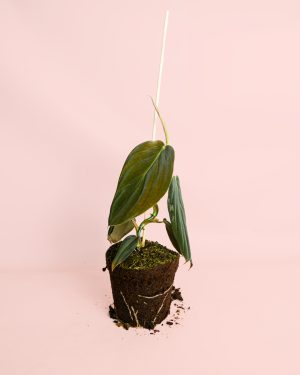 Philodendron-Gigas