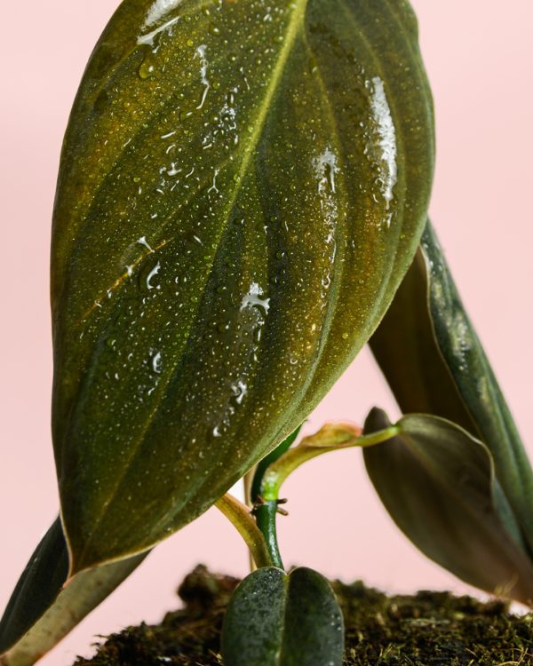 Philodendron-Gigas-hoja