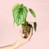Philodendron-Mamei