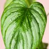 Philodendron-Mamei-mini-hoja