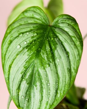 Philodendron-Mamei-mini-hoja