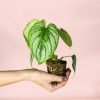 Philodendron-Mamei-mini-planta