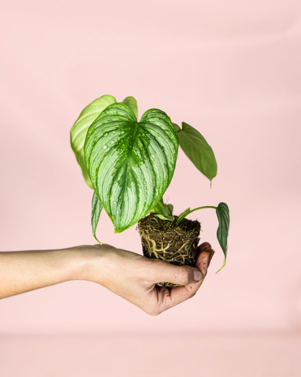 Philodendron-Mamei-mini-planta