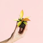 Philodendron-Prince-of-Orange Mini