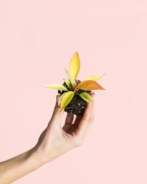 Philodendron-Prince-of-Orange Mini