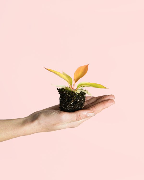 Philodendron-Prince-of-Orange Mini-planta