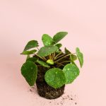 Pilea-peperomiodes-Sugar