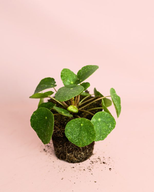 Pilea-peperomiodes-Sugar