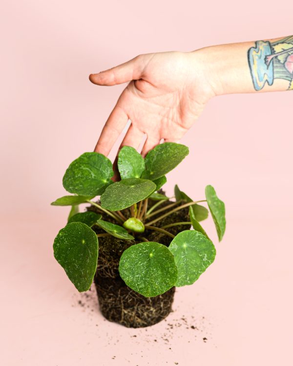 Pilea-peperomiodes-Sugar-planta