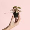 Saxifraga-ricolor-Mini