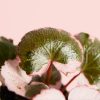 Saxifraga-ricolor-Mini-hoja