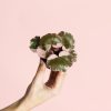 Saxifraga-ricolor-Mini-planta