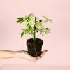 Schefflera-Variegada