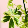 Schefflera-Variegada-HOJA