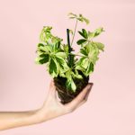 Schefflera-Variegada-PLANTA
