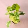 alocasia-gageana-variegata