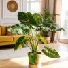 alocasia gageana variegata contexto