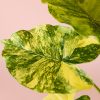 alocasia-gageana-variegata-hoja