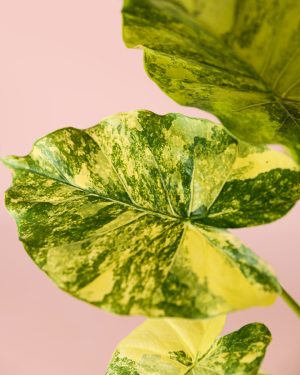 alocasia-gageana-variegata-hoja