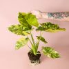 alocasia-gageana-variegata-planta